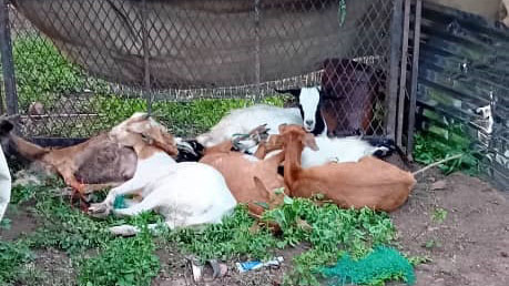 Some of the goats that were recovered from the alleged thieves.